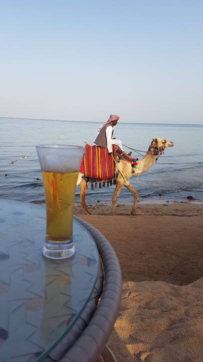 Gastro Makadi Spa - Adults only