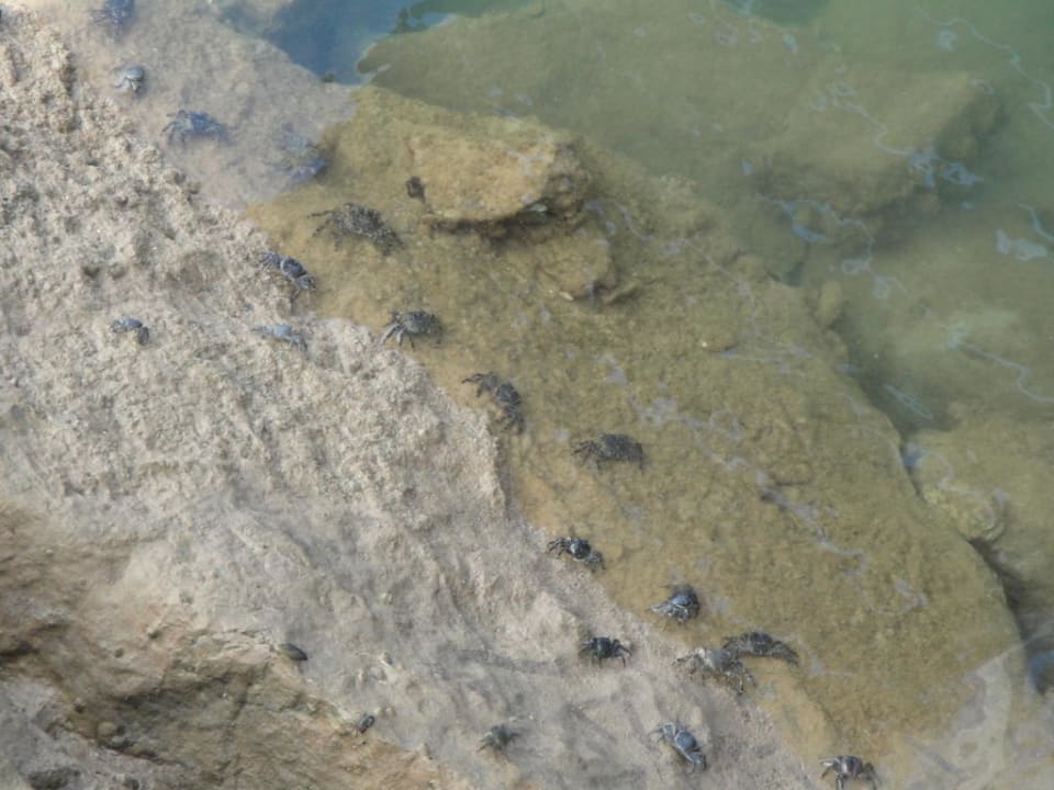 Krabbenwanderung Monica Isabel Beach Club