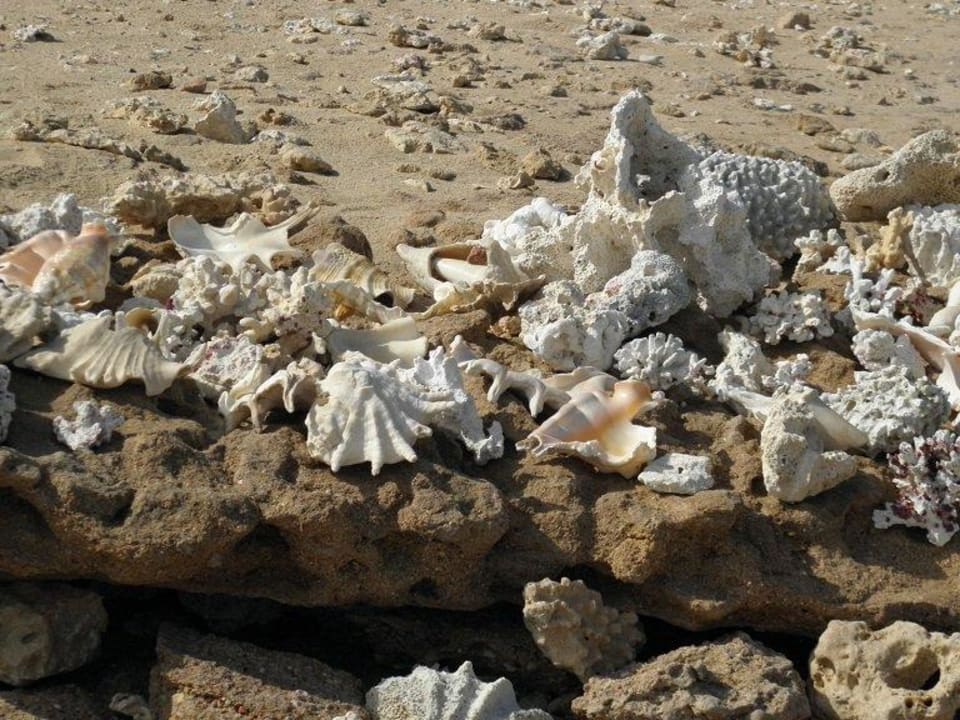 Muszelki Fantazia Resort Marsa Alam