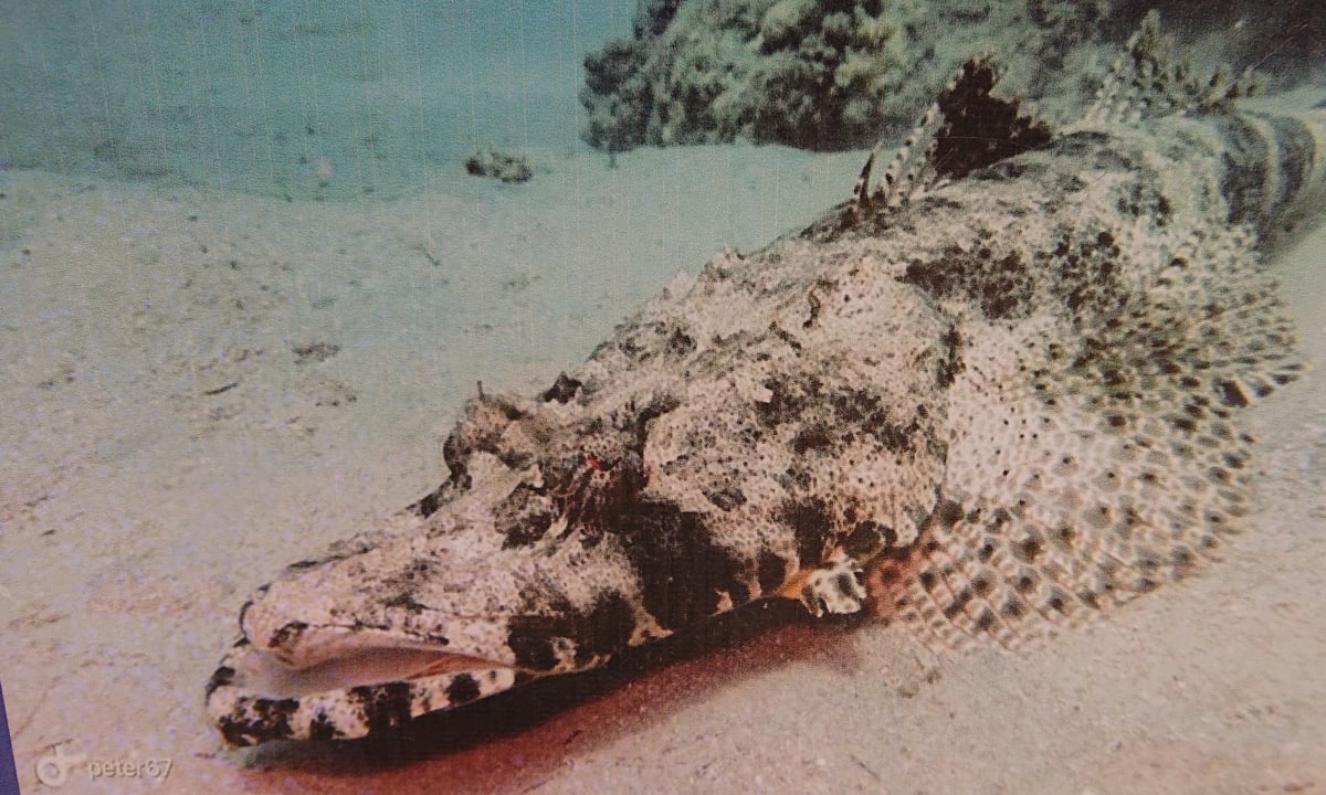 Sonstiges Makadi Spa - Adults only