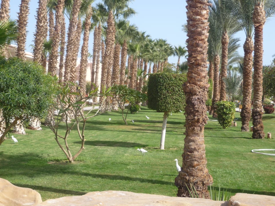 Garten mit Reihern Beach Albatros Resort