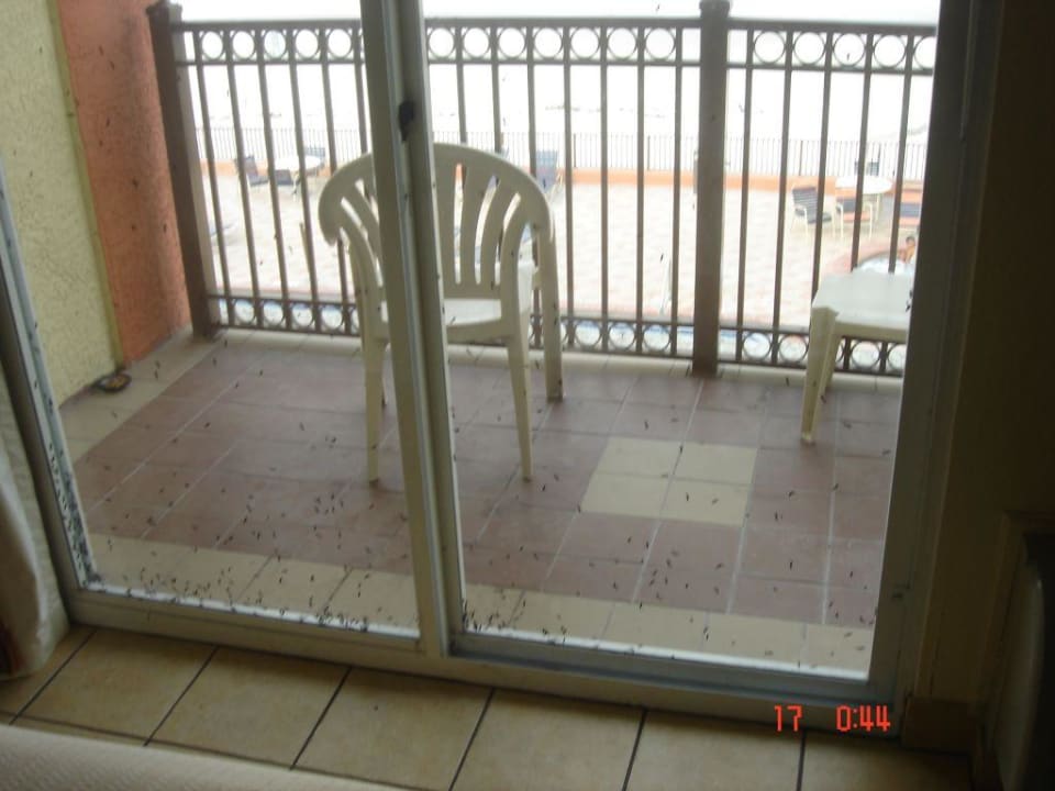 Ausblick mit Tieren La Quinta Inn & Suites Oceanfront Daytona Beach