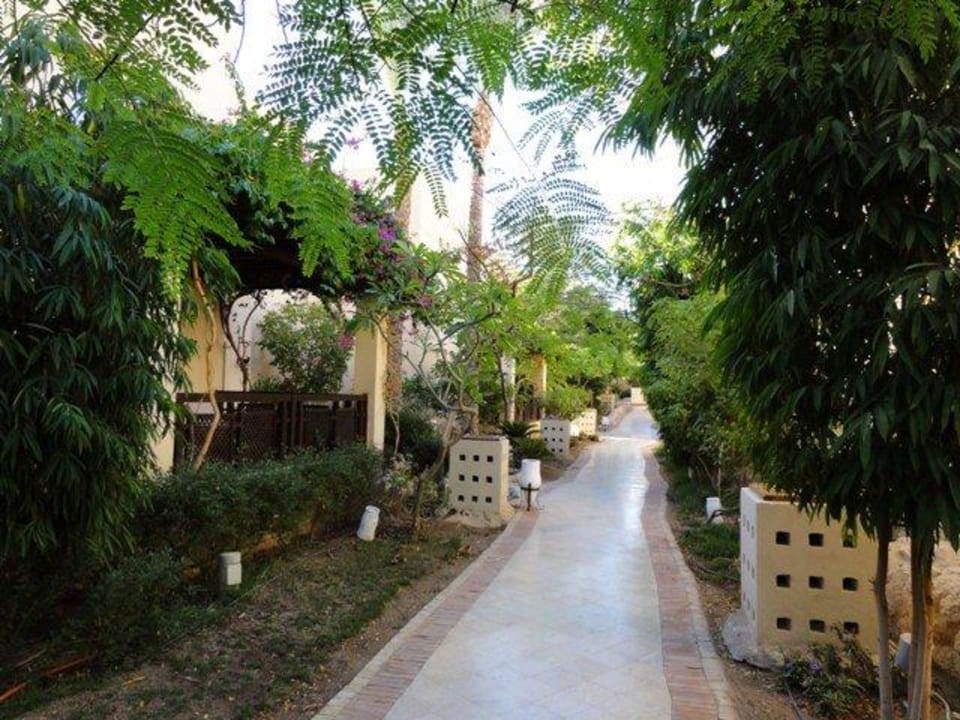 Troische Pflanzen im Hotelareal The Grand Hotel Sharm El Sheikh