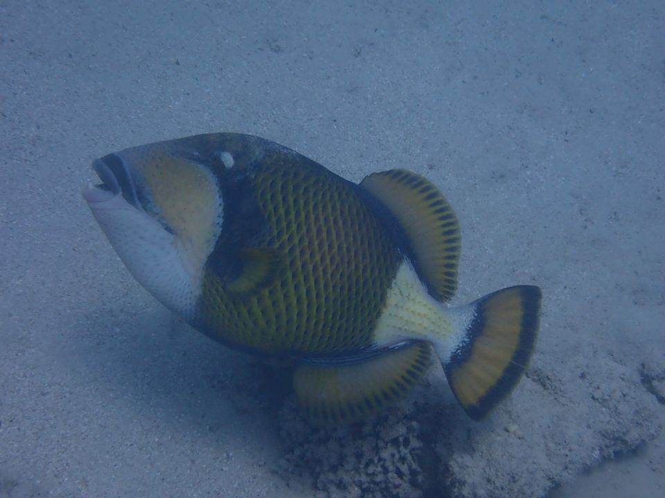 Sport & Freizeit Beach Safari Nubian Resort