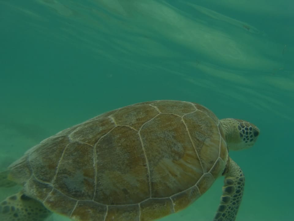 Sport & Freizeit Akumal Bay Beach & Wellness Resort