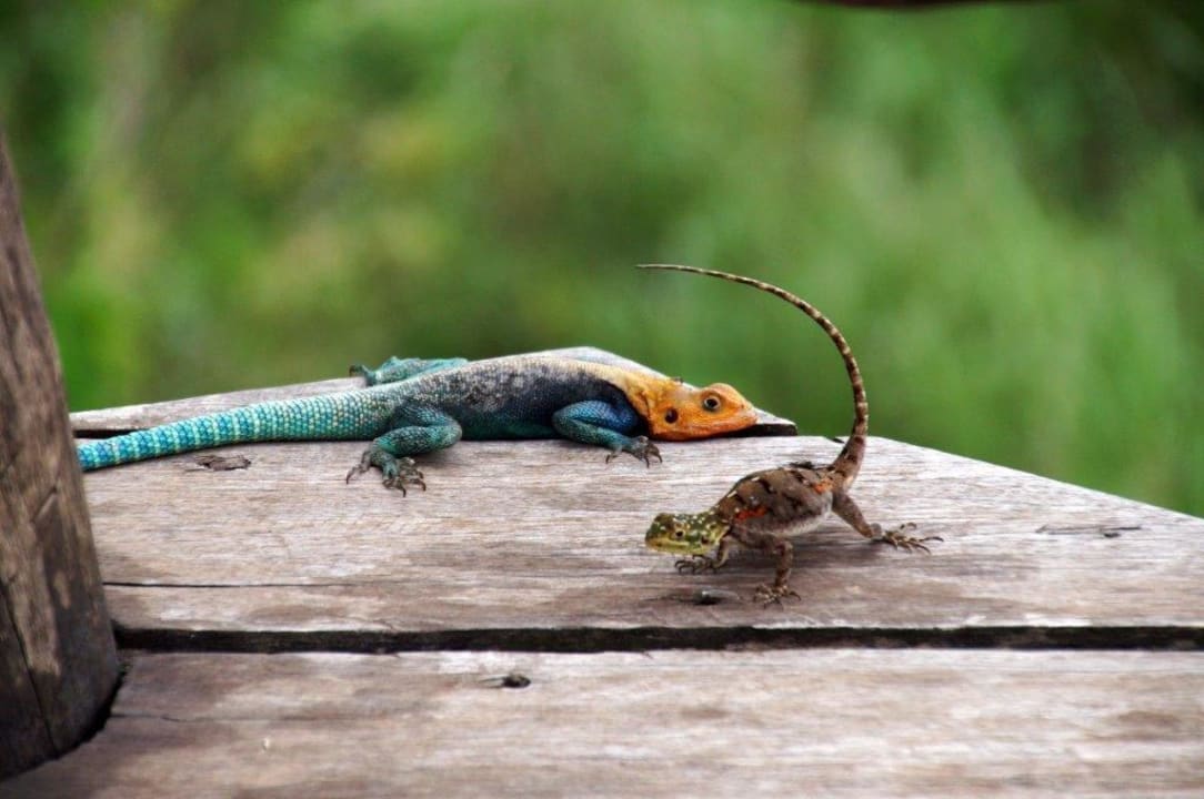 Überall zu sehen  Lions Bluff Safari Camp