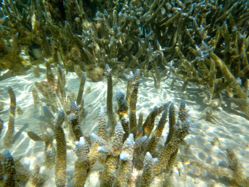 Korallen Cinnamon Hakuraa Huraa Maldives