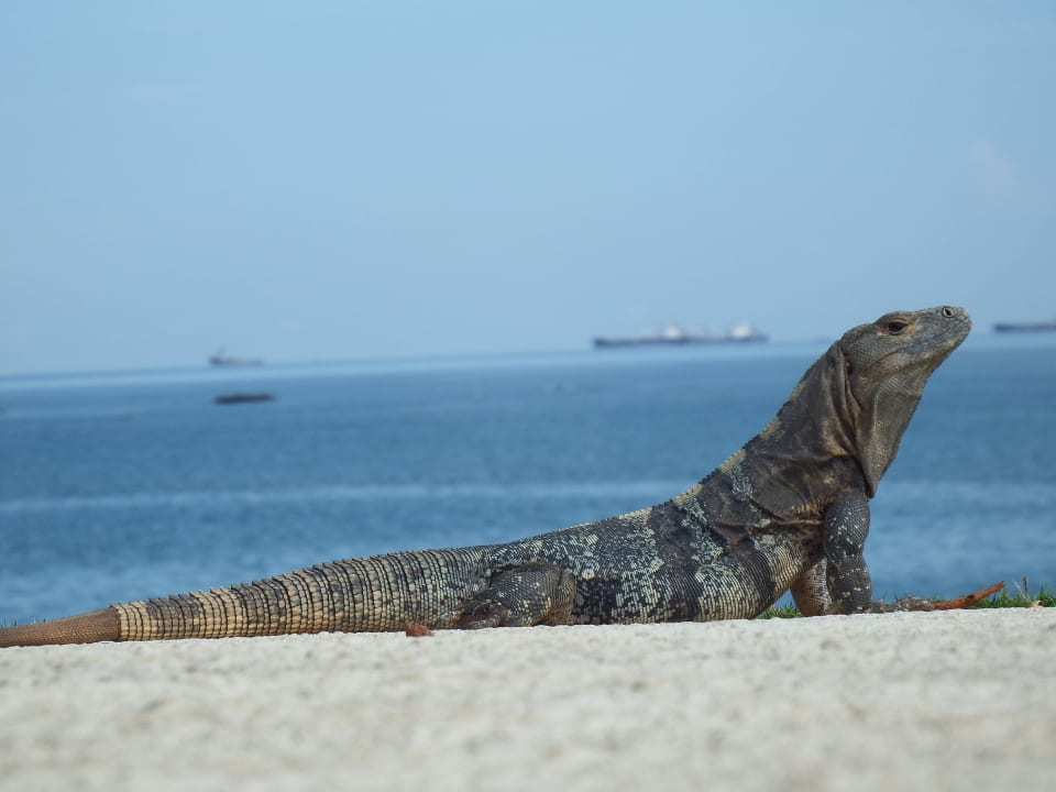 Echse, ich habe sie mit Bananen gefüttert Dreams Playa Bonita Panama