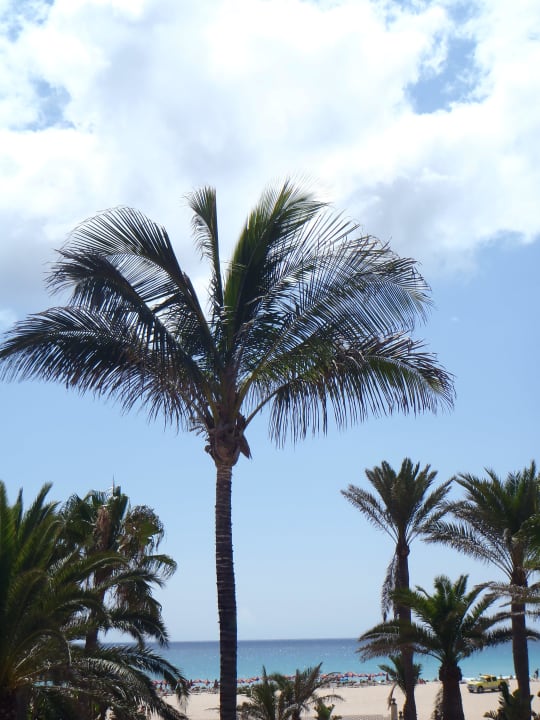 Große Palmen überall Hotel Riu Oliva Beach - Hotel