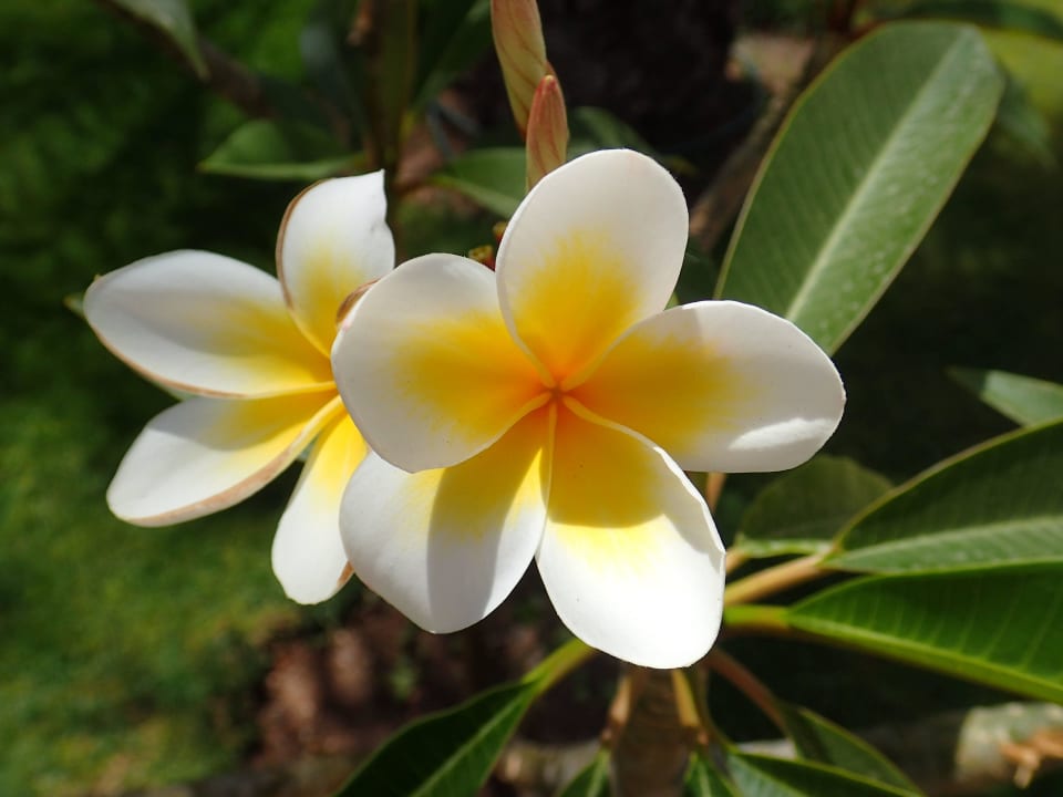 Blume Ghazala Gardens