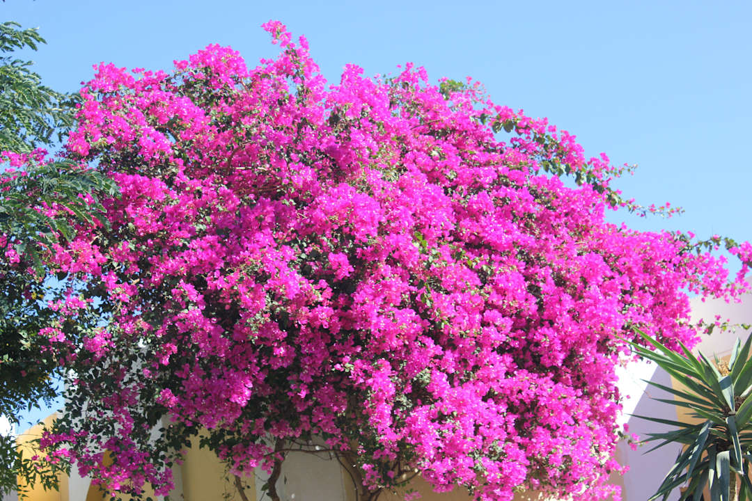 Цветы Mirage Bay Resort & Aqua Park