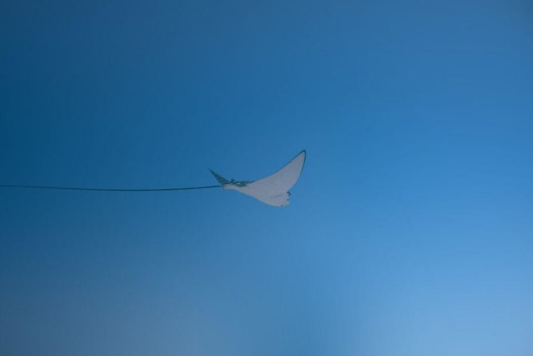 Adlerrochen Mövenpick Resort El Quseir