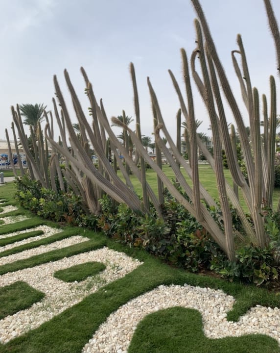 Gartenanlage Pickalbatros Dana Beach Resort - Hurghada
