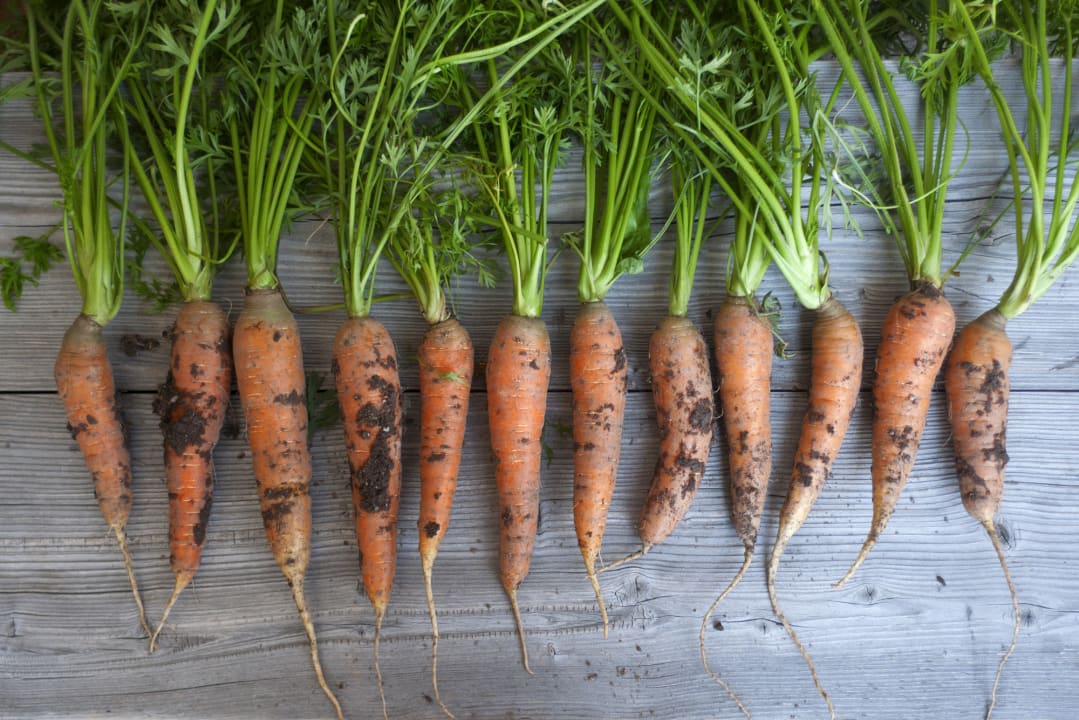 Gastro Berghotel Sanví