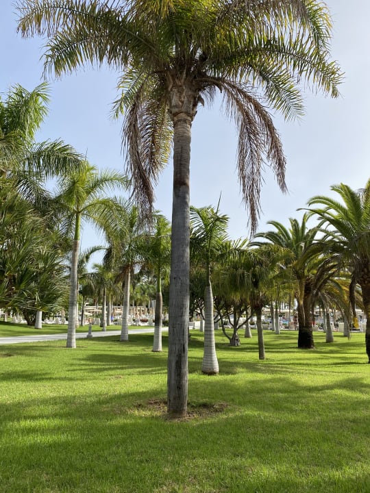 Gartenanlage Hotel Riu Palace Meloneras
