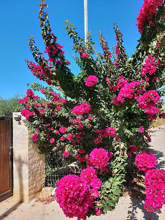 Sonstiges Anissa Beach & Village