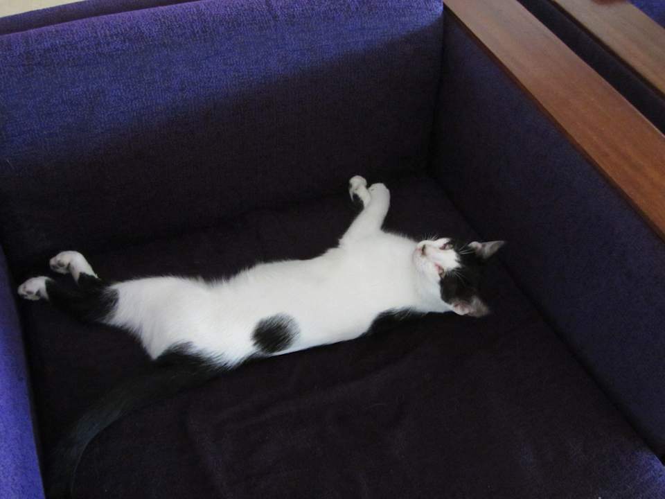 Katze in der Lobby Alassio Hotel and Thalasso