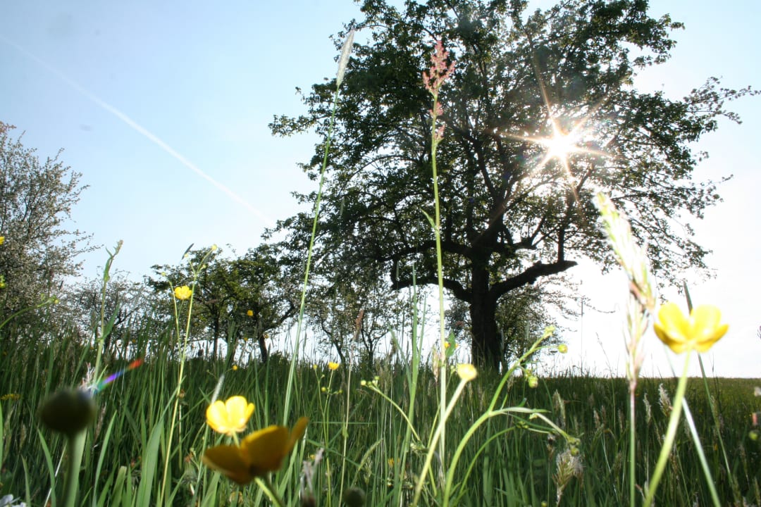 Gartenanlage Hotel-Restaurant Teuschler-Mogg