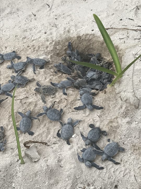 Zimmer Akumal Bay Beach & Wellness Resort