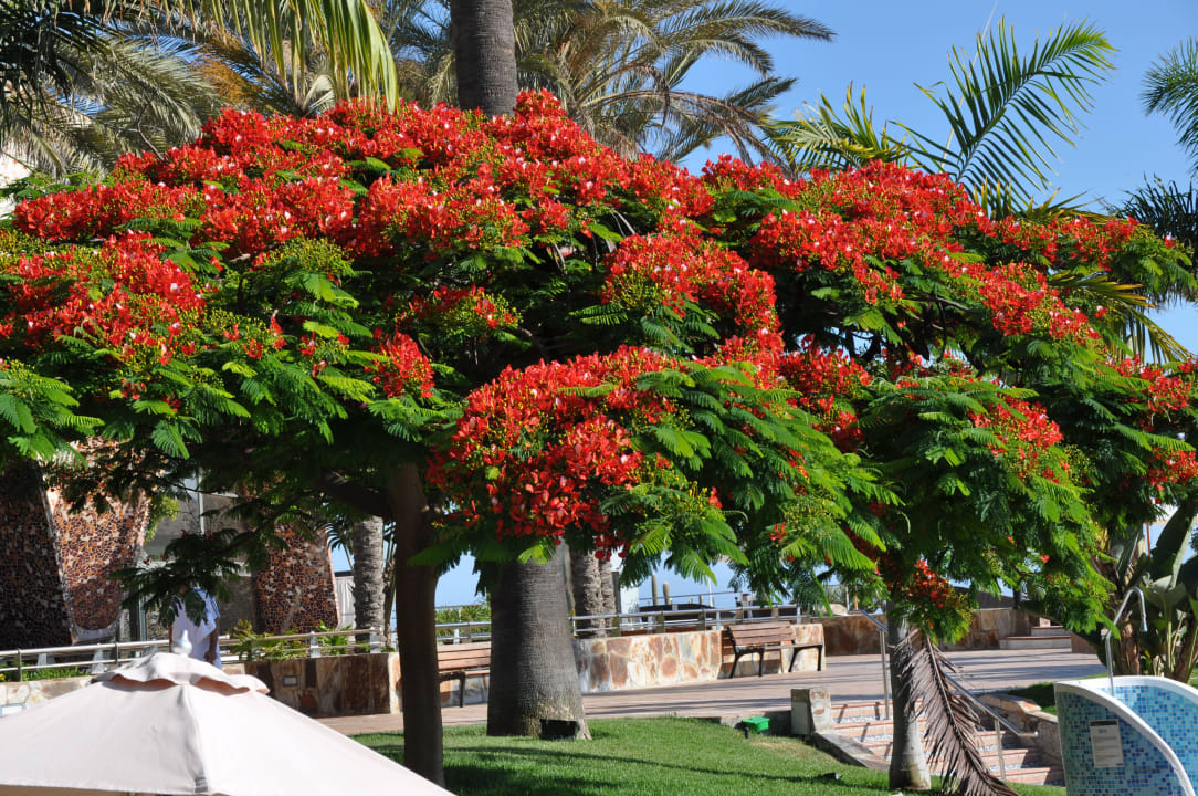 "Flammenbaum" H10 Playa Meloneras Horizons Collection