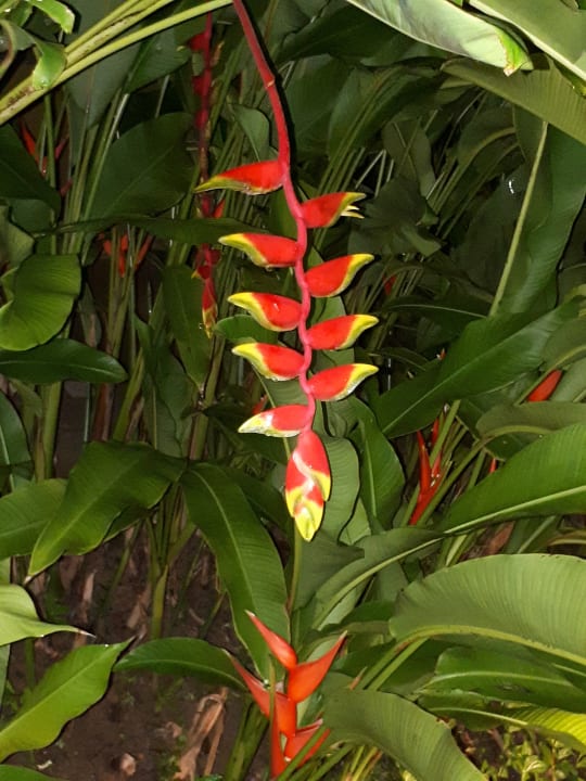 Gartenanlage Moracea by Khao Lak Resort