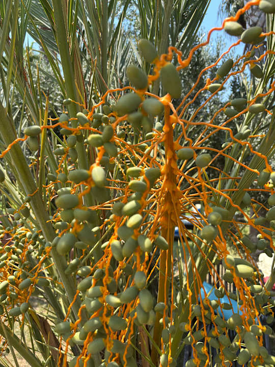 Gartenanlage Seaden Sea World Resort & Spa