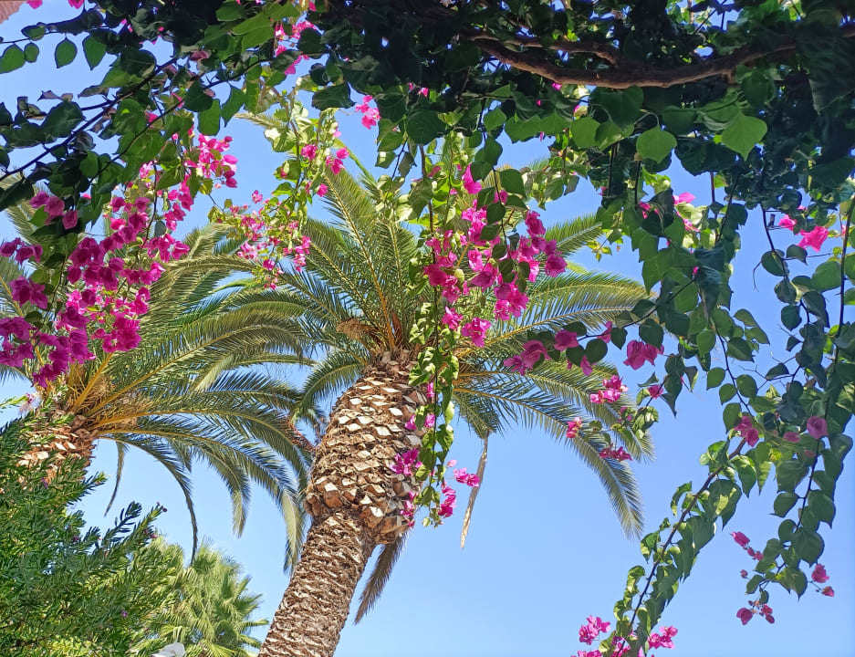 Gartenanlage HARPIN Georgioupolis Resort Aquapark & SPA