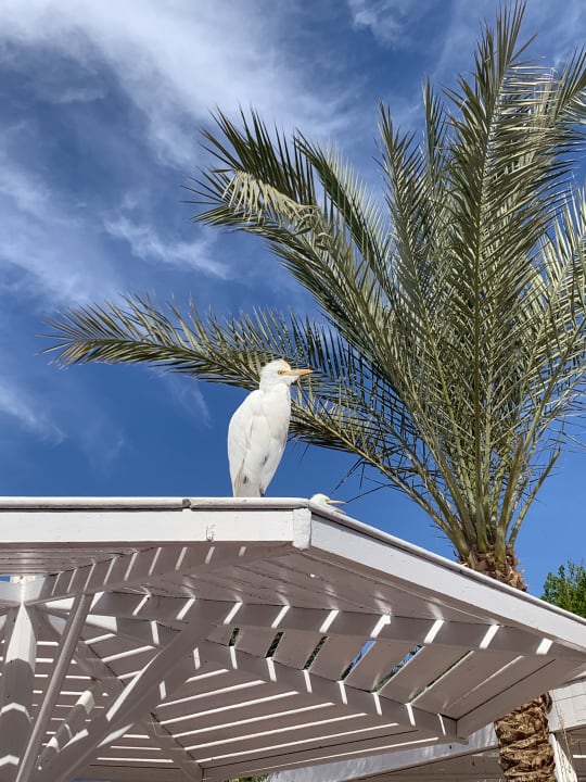 Sonstiges Desert Rose