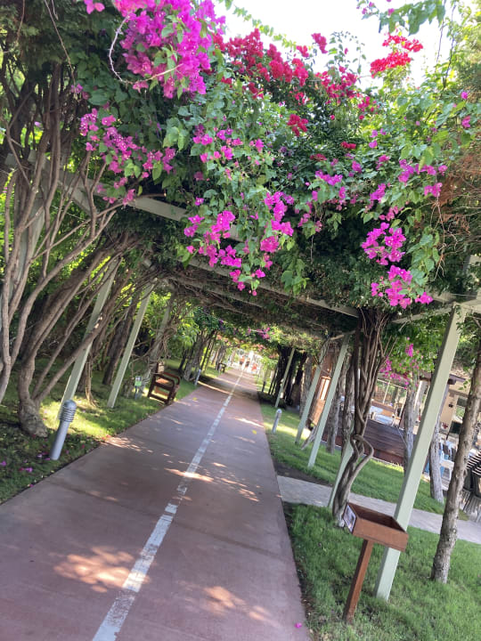 Gartenanlage Saturn Palace Resort Hotel