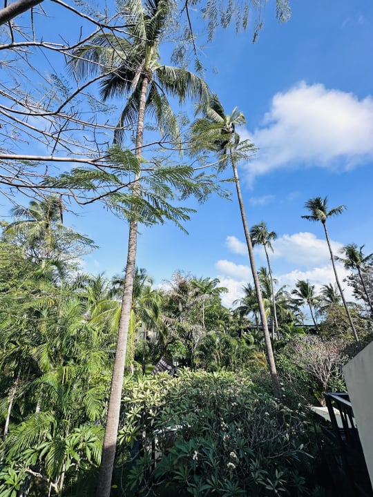 Gartenanlage Anantara Bophut Koh Samui Resort