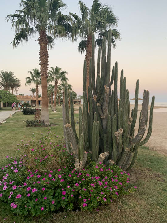 Gartenanlage Shams Prestige Abu Soma-Adults Only