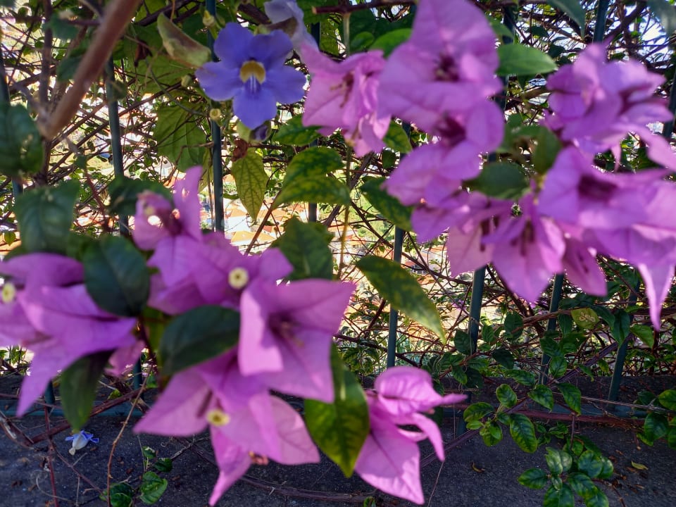 Gartenanlage Quinta Jardins do Lago