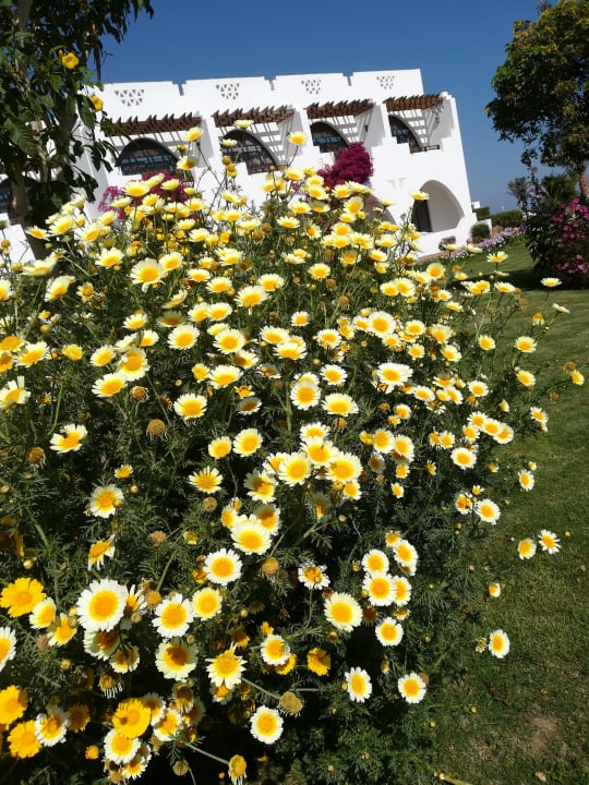 Gartenanlage Three Corners Equinox Beach Resort