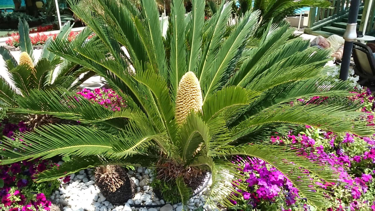 Palme Diamond Excellence Resort & Spa
