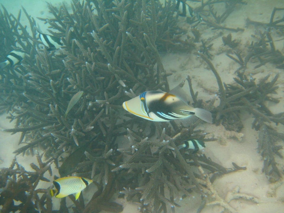Picassodrückerfisch Kuramathi Maldives