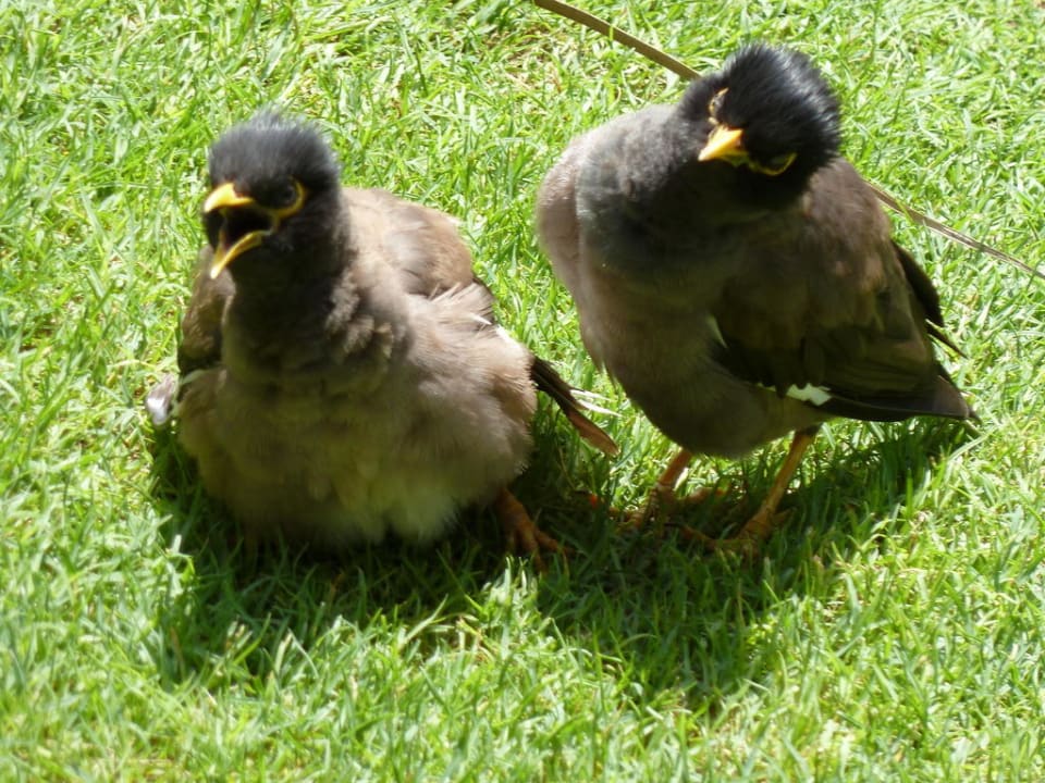 Sind auch immer da Le Royal Méridien Beach Resort & Spa Dubai