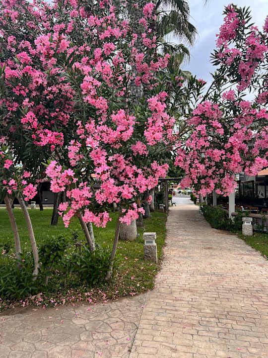 Gartenanlage Belconti Resort Hotel