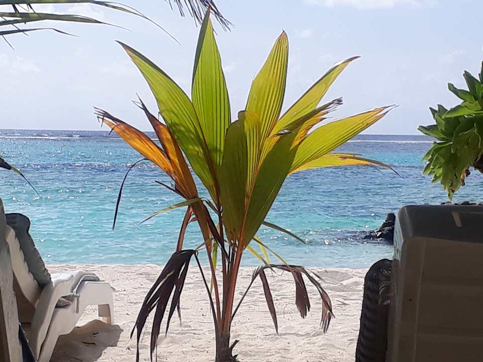 Strand Summer Island Maldives