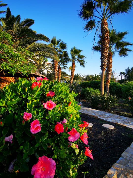 Gartenanlage Marina Playa Suite Hotel