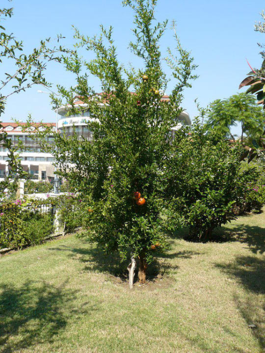 Granatäpfel Alba Queen Hotel