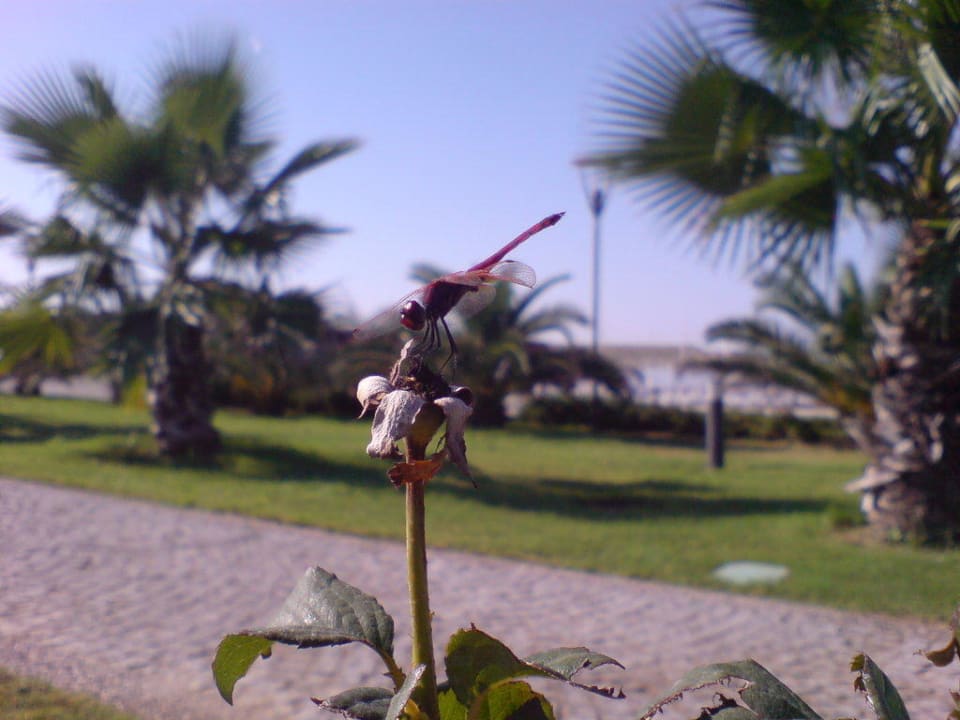 Libelle Sunis Evren Beach Resort Hotel & Spa