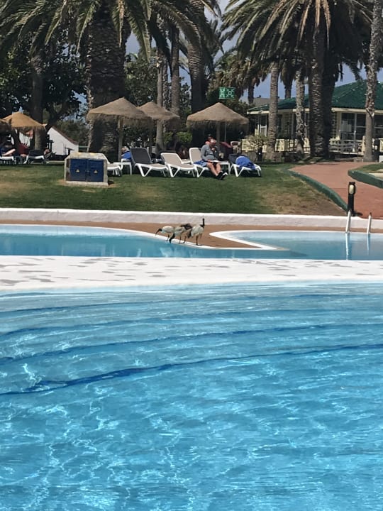 Pool Aldiana Club Fuerteventura