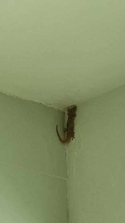 Zimmer Summer Island Maldives