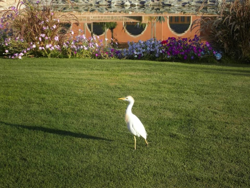 Gartenanlage mit Vogel Radisson Blu Resort, El Quseir