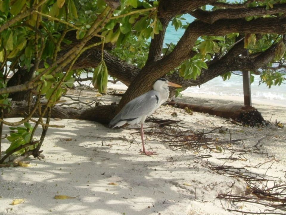 Notre compagnon de vacances Summer Island Maldives