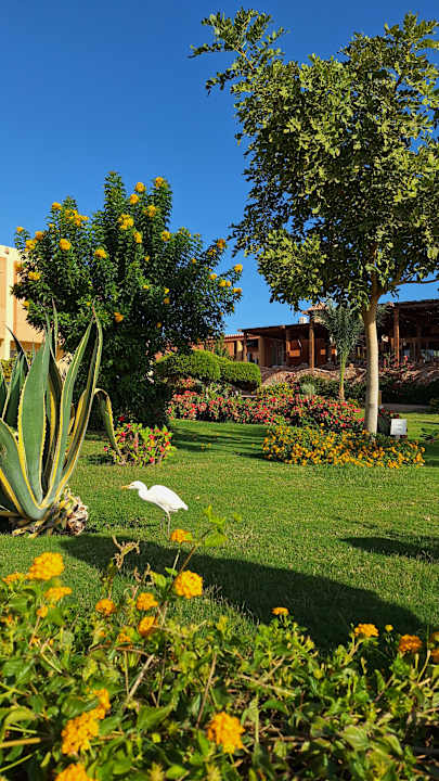 Gartenanlage Wadi Lahmy Azur Resort