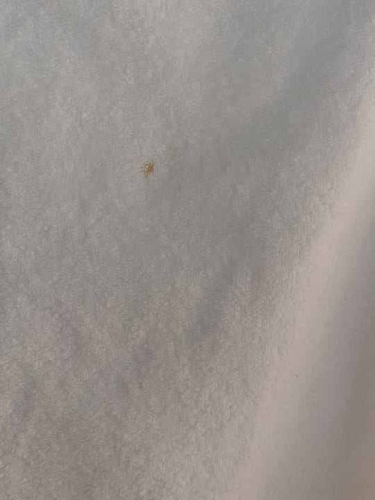 Zimmer Hotel Orfeus Park