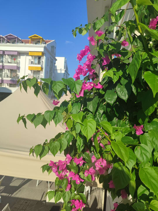 Gartenanlage Crystal Paraiso Verde