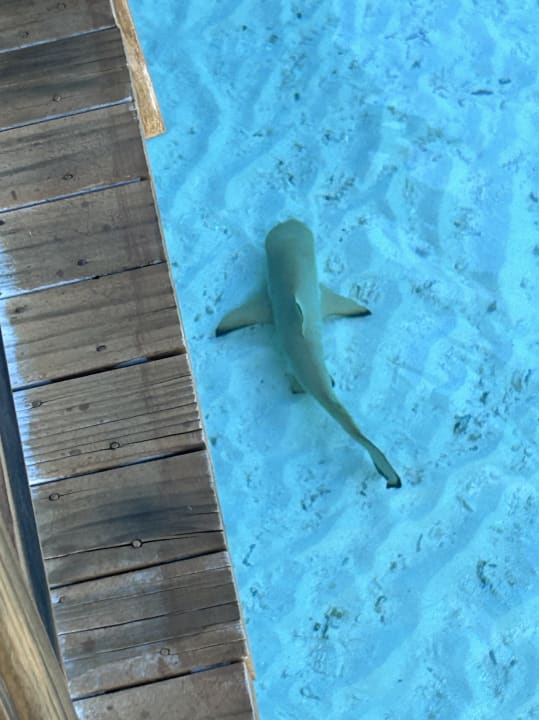 Strand Vilamendhoo Island Resort & Spa