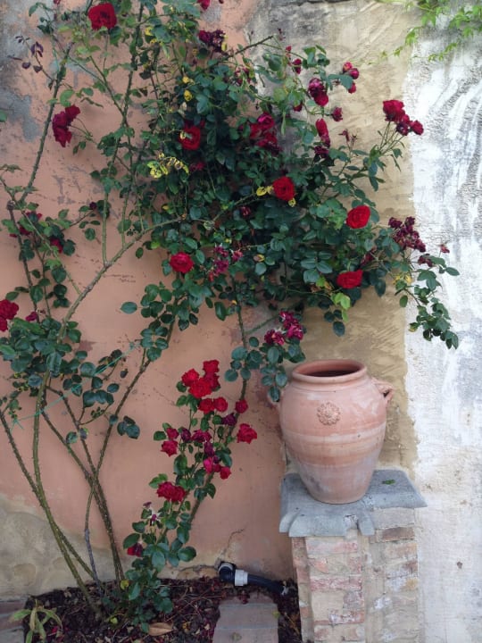 Rose all'ingresso Hotel Locanda Del Sant' Uffizio